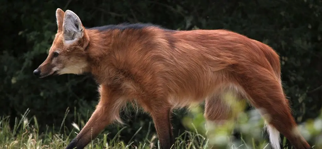 Mangal, uma homenagem aos animais que habitam as vegetações brasileiras